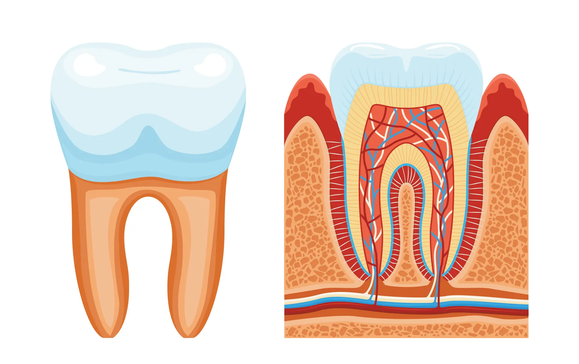 12 اشتباه ذهنی درباره عصب کشی دندان؛ آیا درمان ریشه واقعاً درد دارد؟